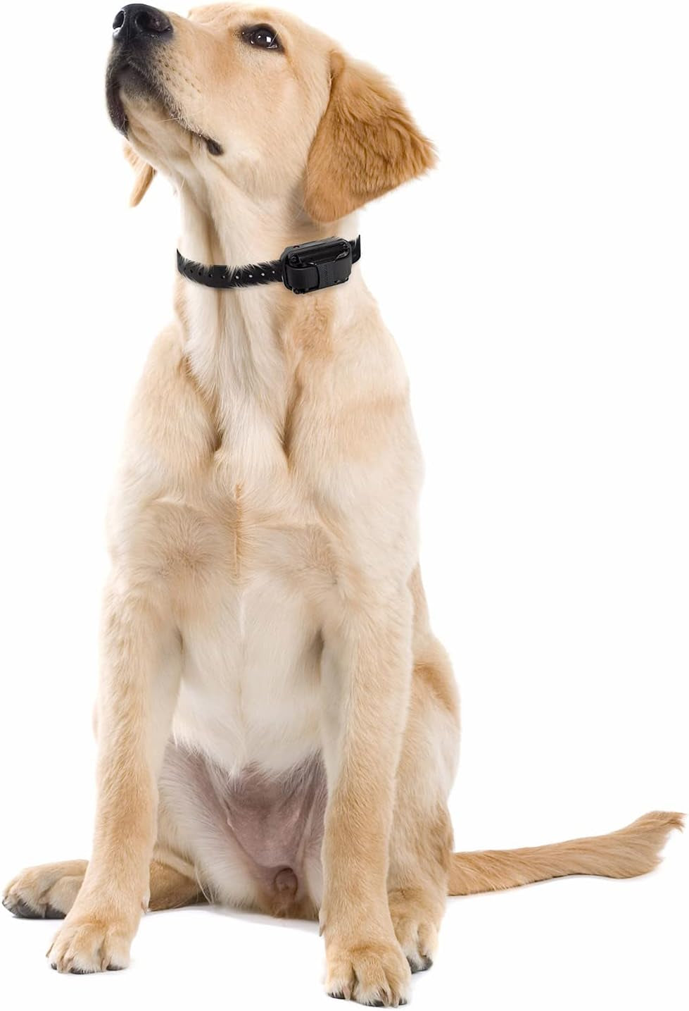 E-Collar the Upland Dog Training Collar W/Remote - 100 Levels of Safe Stimulation, Night Light, Waterproof, Rechargeable, Includes Premium Finger Clicker for 1 Mile 2 Med/Large Dogs, Orange